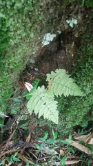 Dryopteris paleolata