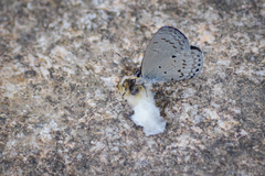 Celastrina lavendularis