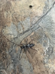 Elaphidion irroratum