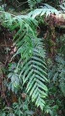 Polypodiastrum mengtzeense