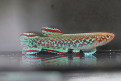 Berthold's Killi photo 1