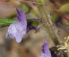 Sairocarpus cornutus