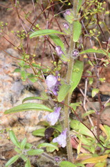 Sairocarpus cornutus