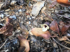 Hexastylis contracta