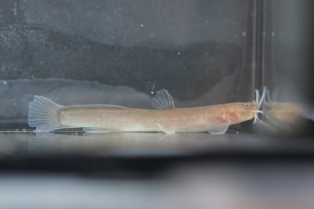 African loach catfish (Paramphilius trichomycteroides) — Amphiliidae