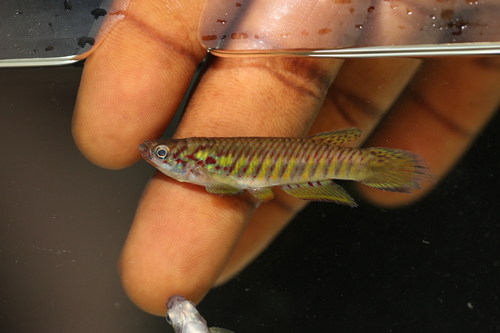 Njala panchax (Epiplatys njalaensis) — Nothobranchiidae — 4