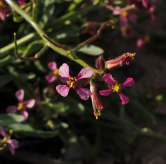Chorispora purpurascens