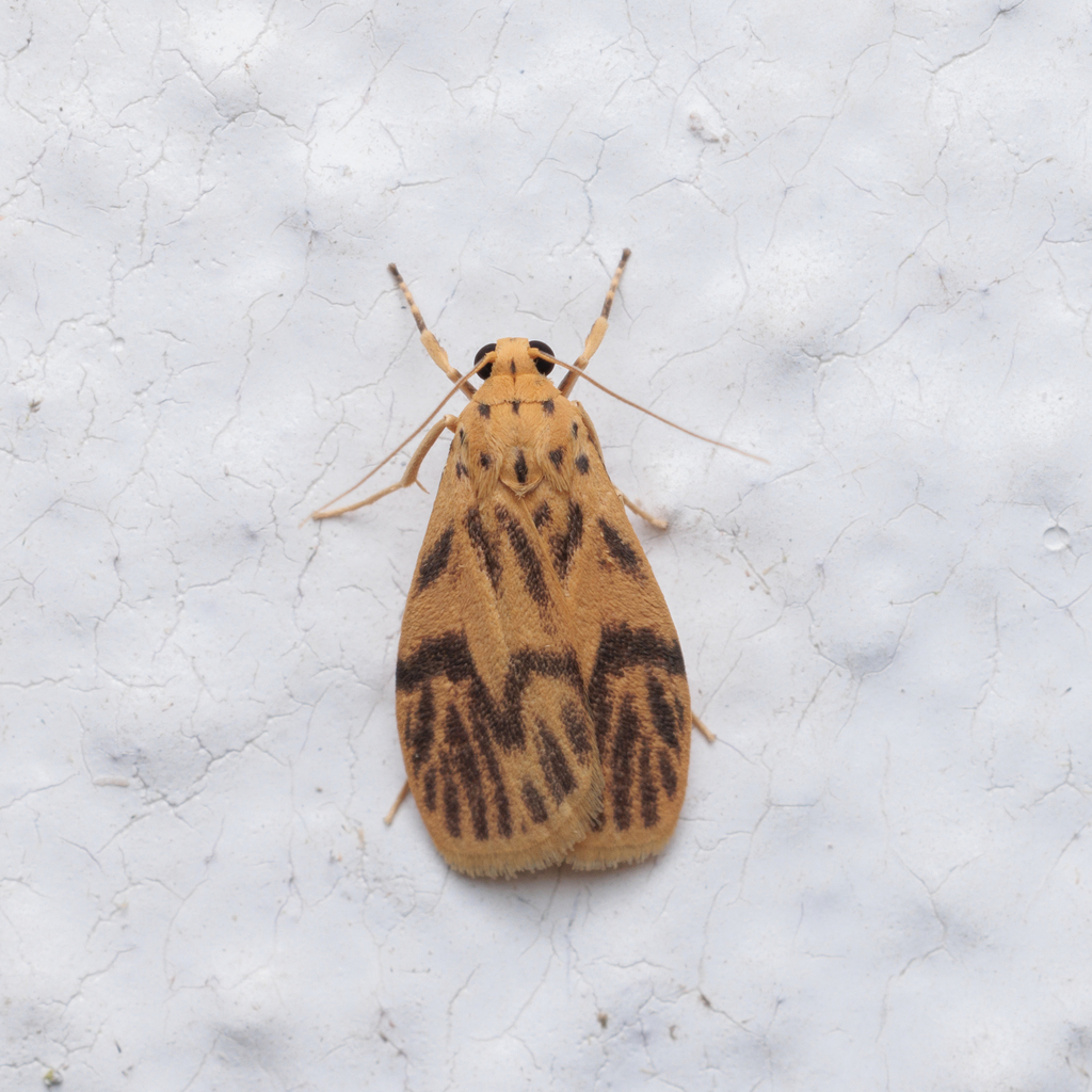 Teuloma nebulosa from Jalan Girdle, Bukit Fraser, 49000 Bukit Fraser ...