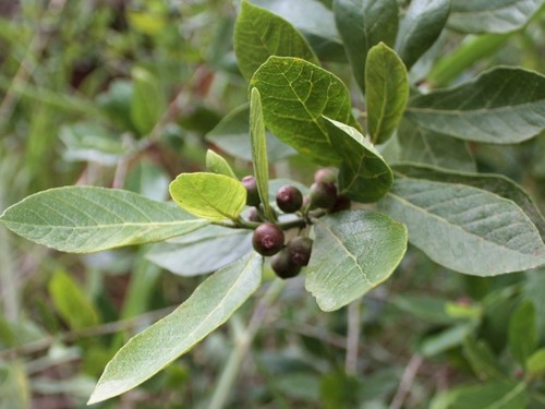 Ficus scobina · iNaturalist