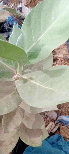 giant milkweed