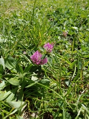 Trifolium pratense