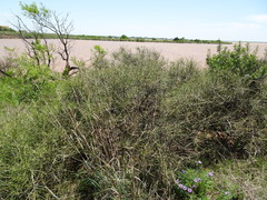 Ephedra antisyphilitica