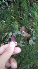 Sarcopyramis napalensis delicata