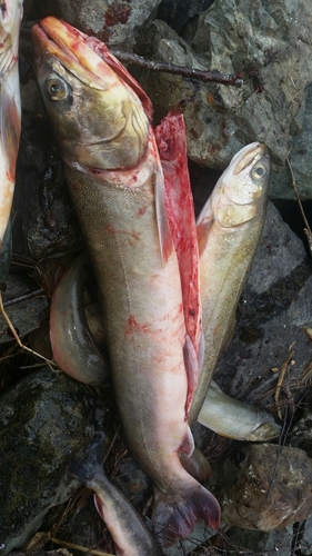 Salvelinus alpinus