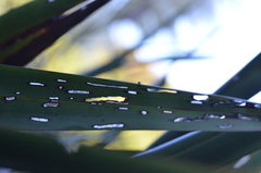 Orthoclydon praefectata