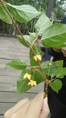 Schisandra arisanensis