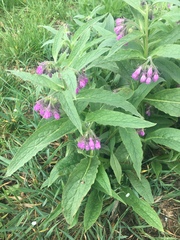 Symphytum officinale