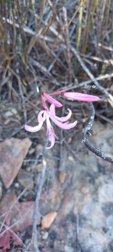 Image of Nerine humilis by (c) Danie Palm, some rights reserved (CC BY)