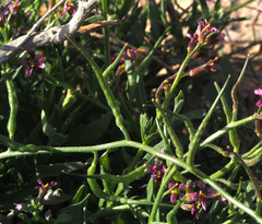 Chorispora purpurascens