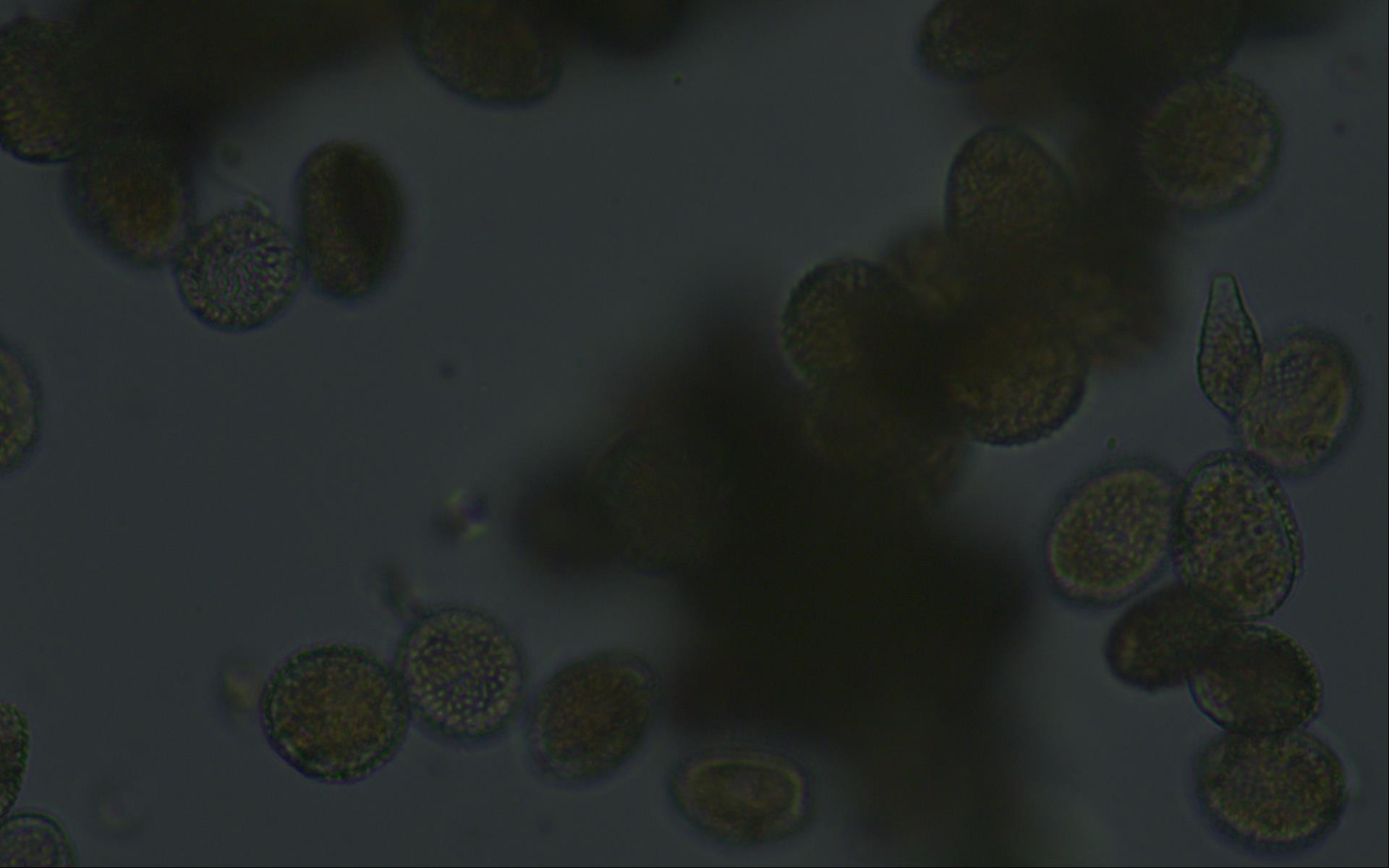 Endocronartium image
