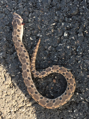 Photo of a Mexican Hog-nose Snake (Heterodon kennerlyi)