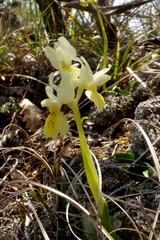 Orchis pauciflora