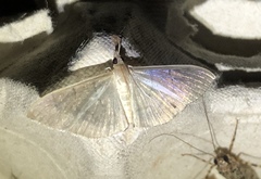 Poliobotys ablactalis