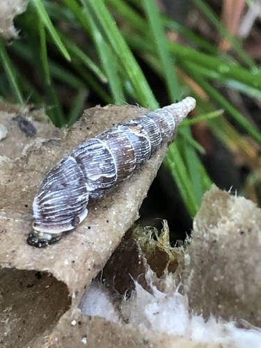 Clausiliidae