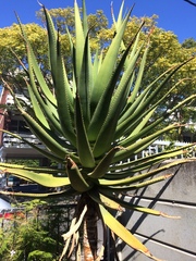 Aloe rupestris
