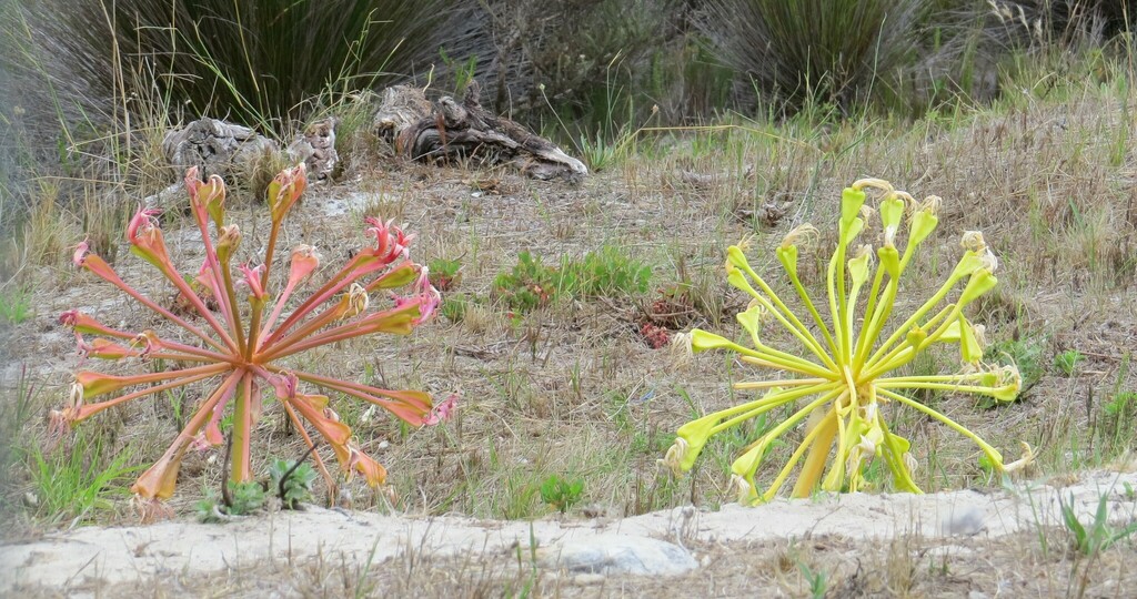 candelabra lily from Crofters Valley, Cape Town, 7979, South Africa on ...