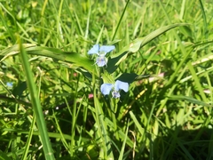 Commelina diffusa diffusa