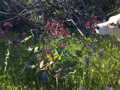 Asclepias cordifolia