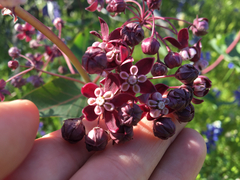 Asclepias cordifolia