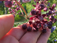 Asclepias cordifolia