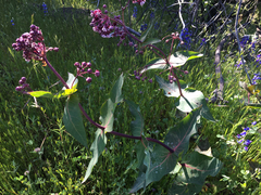 Asclepias cordifolia