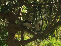 Laniarius ferrugineus