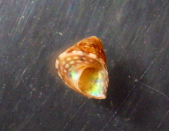 Cratidentium tiberianum