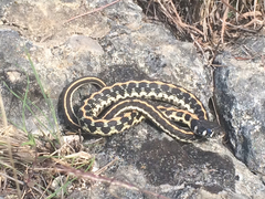 Thamnophis cyrtopsis ocellatus