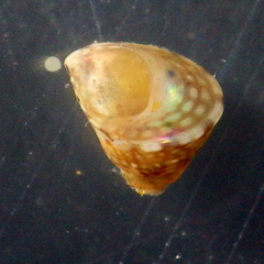 Cratidentium tiberianum