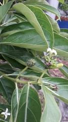 Morinda