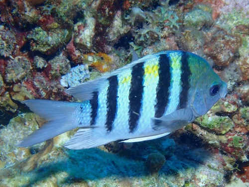 Sergeant Major