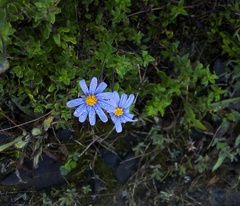 Felicia aethiopica