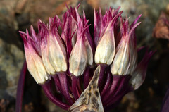 Allium falcifolium