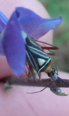 Closterocoris amoenus