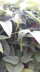 Psophocarpus tetragonolobus