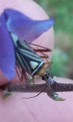 Closterocoris amoenus