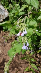 Symphytum brachycalyx