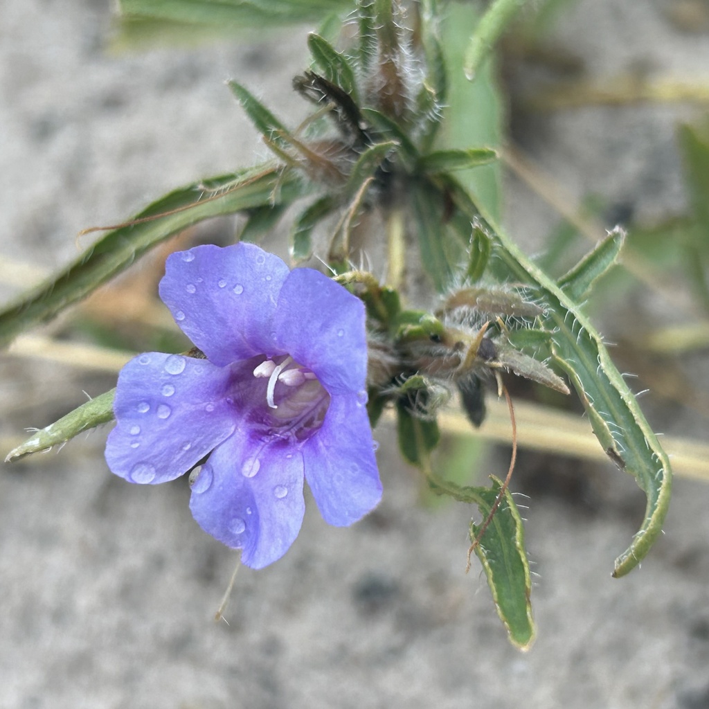 Ruelliopsis setosa