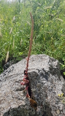 Umbilicus intermedius