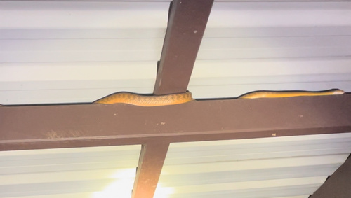 Brown Tree Snake sighting
